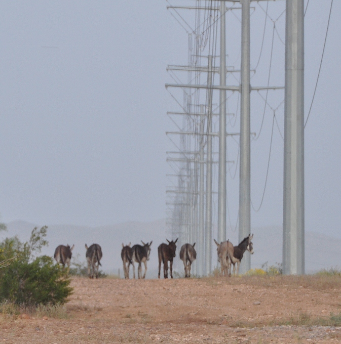 donkeys on lake pleasant parkway